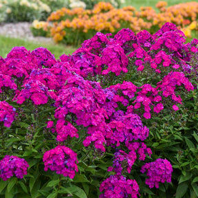 Phlox paniculata 'Ultraviolet' in bloom with purple flowers