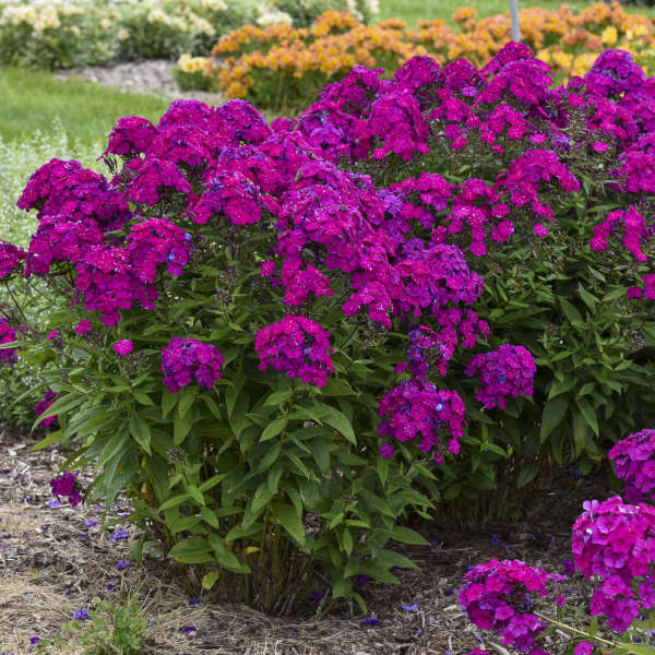 Phlox paniculata 'Ultraviolet' with purple blooms in pot