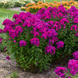Phlox paniculata 'Ultraviolet' with purple blooms in pot