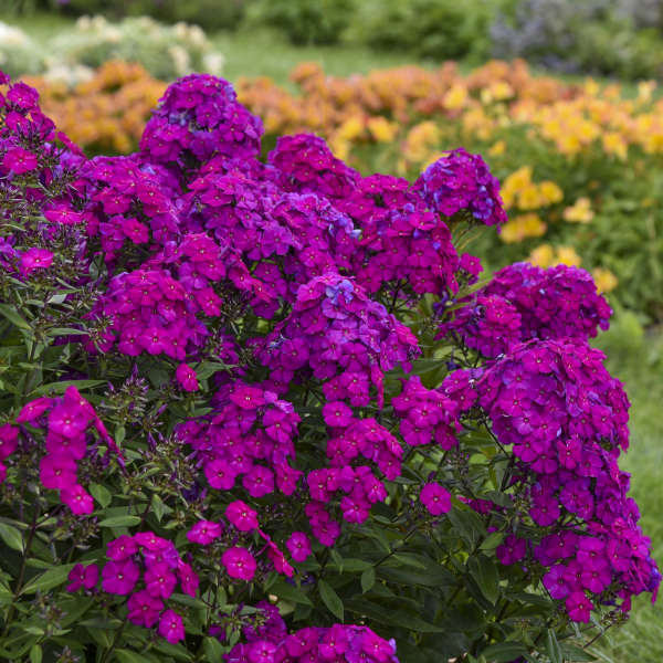 NPK 19th Poison Veil Ver.　ソフビ　蓄光 Phlox paniculata 'Ultraviolet' | Proven Winners® – Creekside
