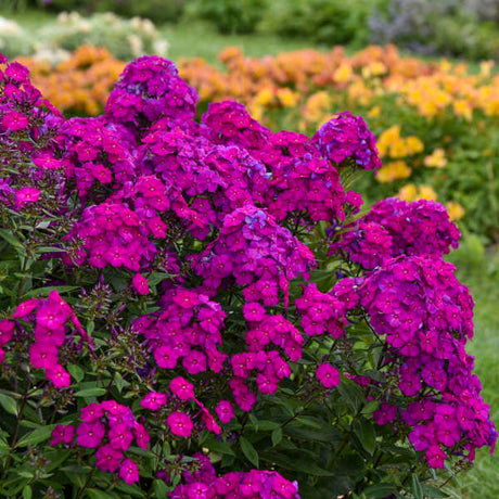 Phlox paniculata Ultraviolet in bloom with purple flowers