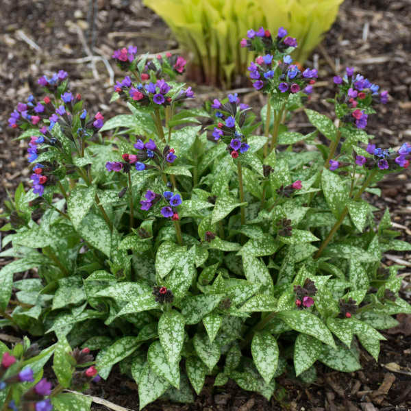 Pulmonaria 'Spot On' in bloom with spotted green leaves