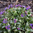 Pulmonaria 'Spot On' with spotted leaves and pink flowers