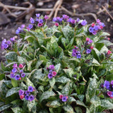 Pulmonaria 'Spot On' with spotted leaves and pink flowers
