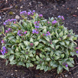 Pulmonaria 'Spot On' with spotted leaves in a nursery pot