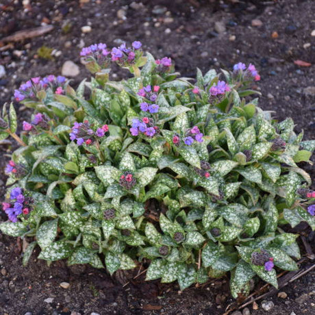 Pulmonaria 'Spot On' with spotted leaves in a nursery pot