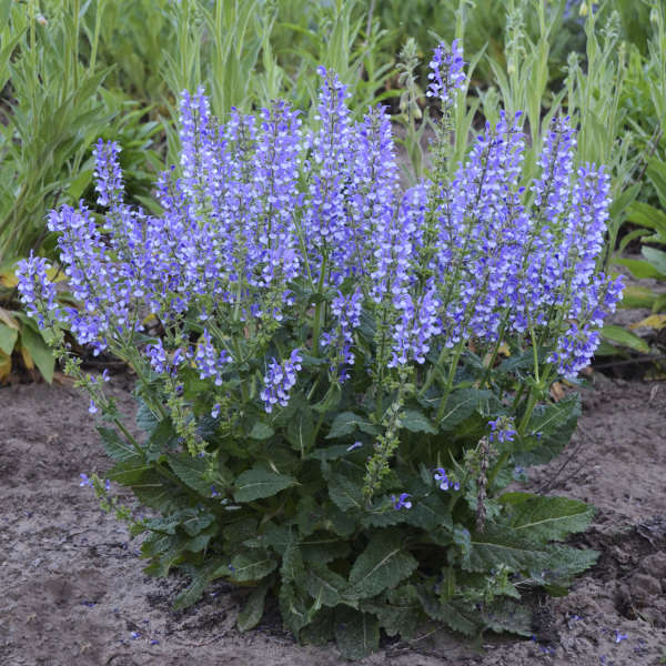 Proven Winners Color Spires Salvia - Thumbnail 3
