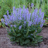 Color Spires® 'Azure Snow' Perennial Salvia | Proven Winners