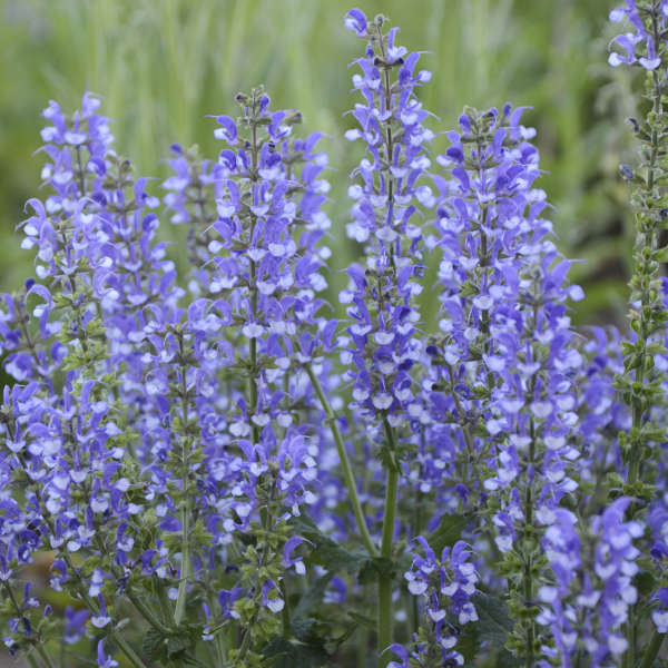 Proven Winners Color Spires Salvia