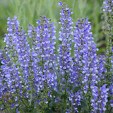 Color Spires® 'Azure Snow' Perennial Salvia | Proven Winners