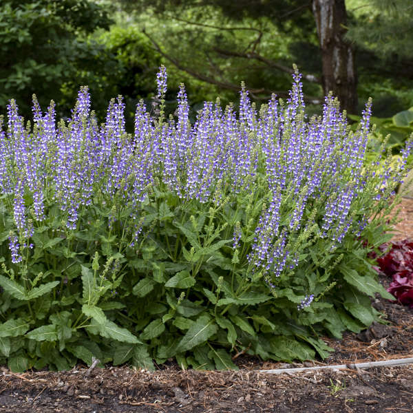Color Spires Salvia - Thumbnail 3
