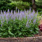 Color Spires® 'Azure Snow' Perennial Salvia | Proven Winners