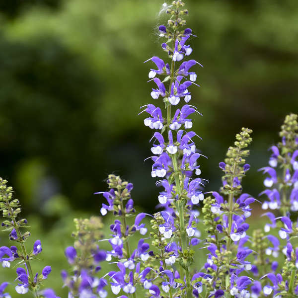 Color Spires Salvia - Thumbnail 4