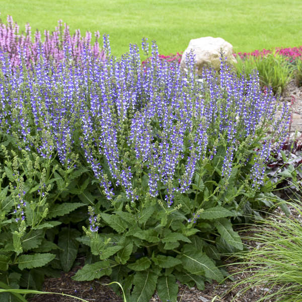 Proven Winners Color Spires Salvia - Thumbnail 5