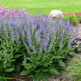 Color Spires® 'Azure Snow' Perennial Salvia | Proven Winners