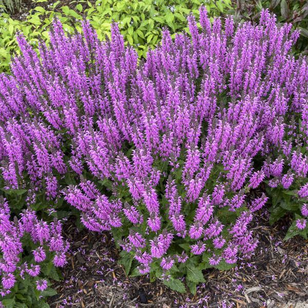 Color Spires® 'Back to the Fuchsia' Perennial Salvia | Proven Winners