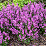 Color Spires® 'Back to the Fuchsia' Perennial Salvia | Proven Winners