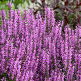 Color Spires® 'Back to the Fuchsia' Perennial Salvia | Proven Winners