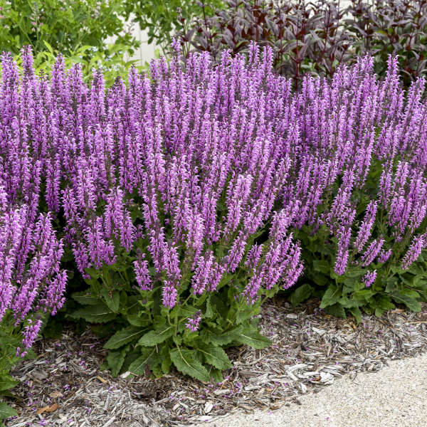 Color Spires® 'Back to the Fuchsia' Perennial Salvia | Proven Winners