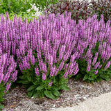 Color Spires® 'Back to the Fuchsia' Perennial Salvia | Proven Winners
