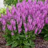 Color Spires® 'Back to the Fuchsia' Perennial Salvia | Proven Winners