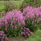 Color Spires® 'Back to the Fuchsia' Perennial Salvia | Proven Winners