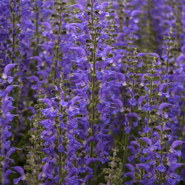 Color Spires® 'Indiglo Girl' Perennial Salvia | Proven Winners