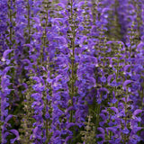 Color Spires® 'Indiglo Girl' Perennial Salvia | Proven Winners