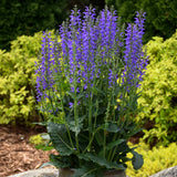 Color Spires® 'Indiglo Girl' Perennial Salvia | Proven Winners