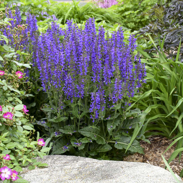 Color Spires® 'Indiglo Girl' Perennial Salvia | Proven Winners