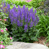 Color Spires® 'Indiglo Girl' Perennial Salvia | Proven Winners