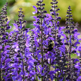 Color Spires® 'Indiglo Girl' Perennial Salvia | Proven Winners