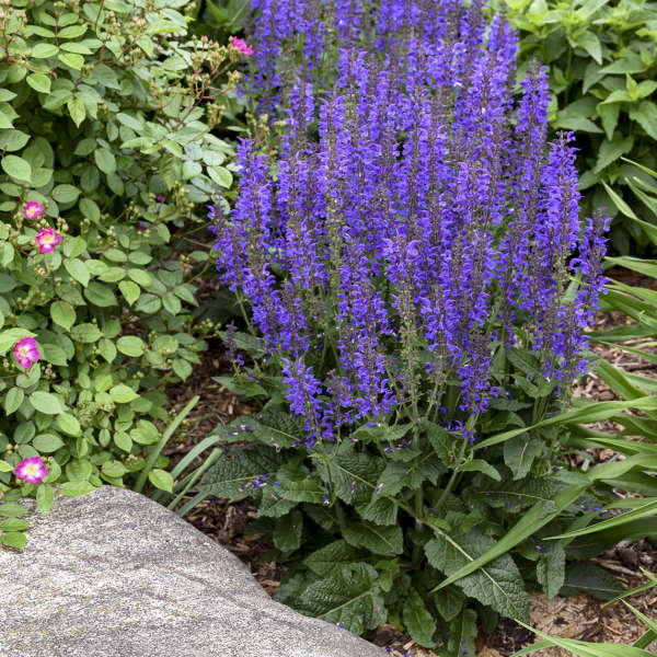 Color Spires® 'Indiglo Girl' Perennial Salvia | Proven Winners