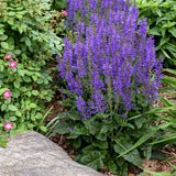 Color Spires® 'Indiglo Girl' Perennial Salvia | Proven Winners