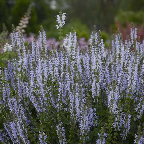 Color Spires® 'Crystal Blue' Perennial Salvia | Proven Winners