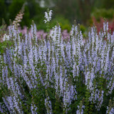 Color Spires® 'Crystal Blue' Perennial Salvia | Proven Winners