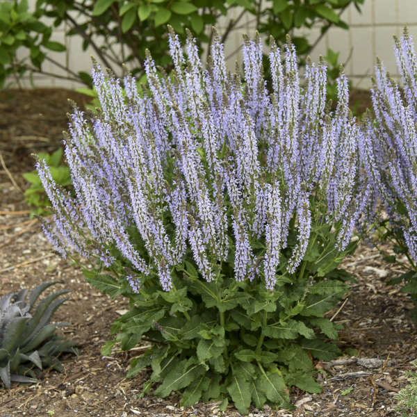 Color Spires® 'Crystal Blue' Perennial Salvia | Proven Winners