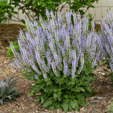 Color Spires® 'Crystal Blue' Perennial Salvia | Proven Winners