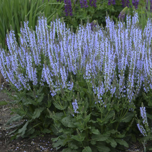 Color Spires® 'Crystal Blue' Perennial Salvia | Proven Winners
