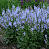 Color Spires® 'Crystal Blue' Perennial Salvia | Proven Winners
