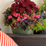 Rockapulco Coral Reef double impatiens with coral blooms in pot