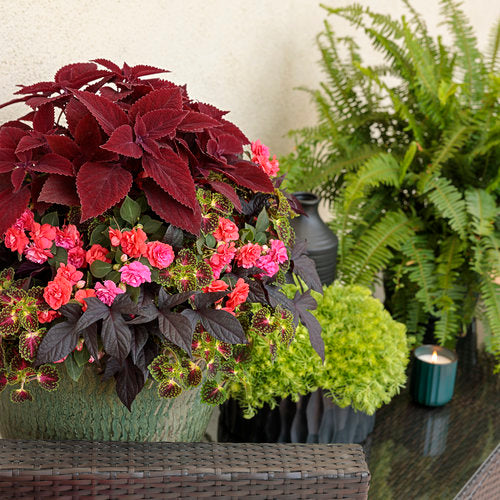 ColorBlaze Strawberry Drop coleus in a nursery pot