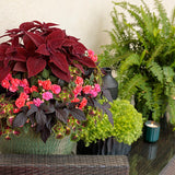 ColorBlaze Strawberry Drop coleus in a nursery pot