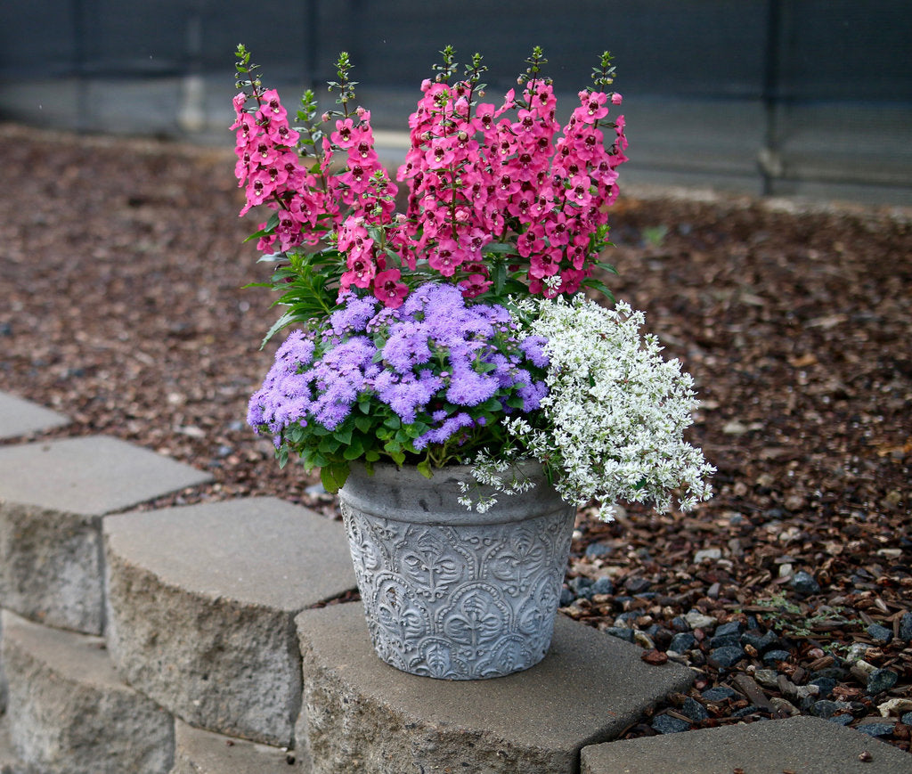 Diamond Snow® Euphorbia | Proven Winners® – Creekside Nursery, Inc