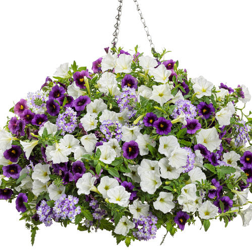 Superbena Sparkling® Amethyst Verbena | Proven Winners