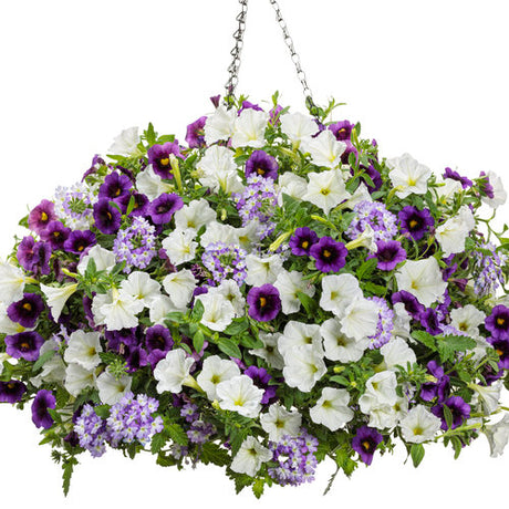 Purple Superbena Sparkling amethyst verbena in a pot