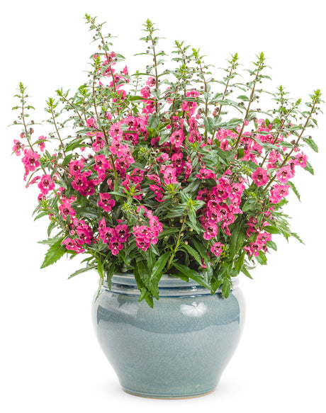 Pink angelonia in a container with upright blooms