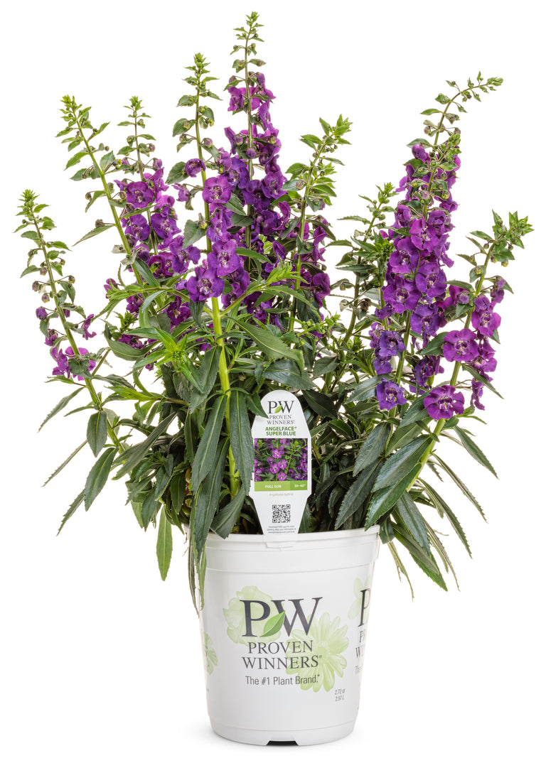 Angelface® Super Blue Angelonia