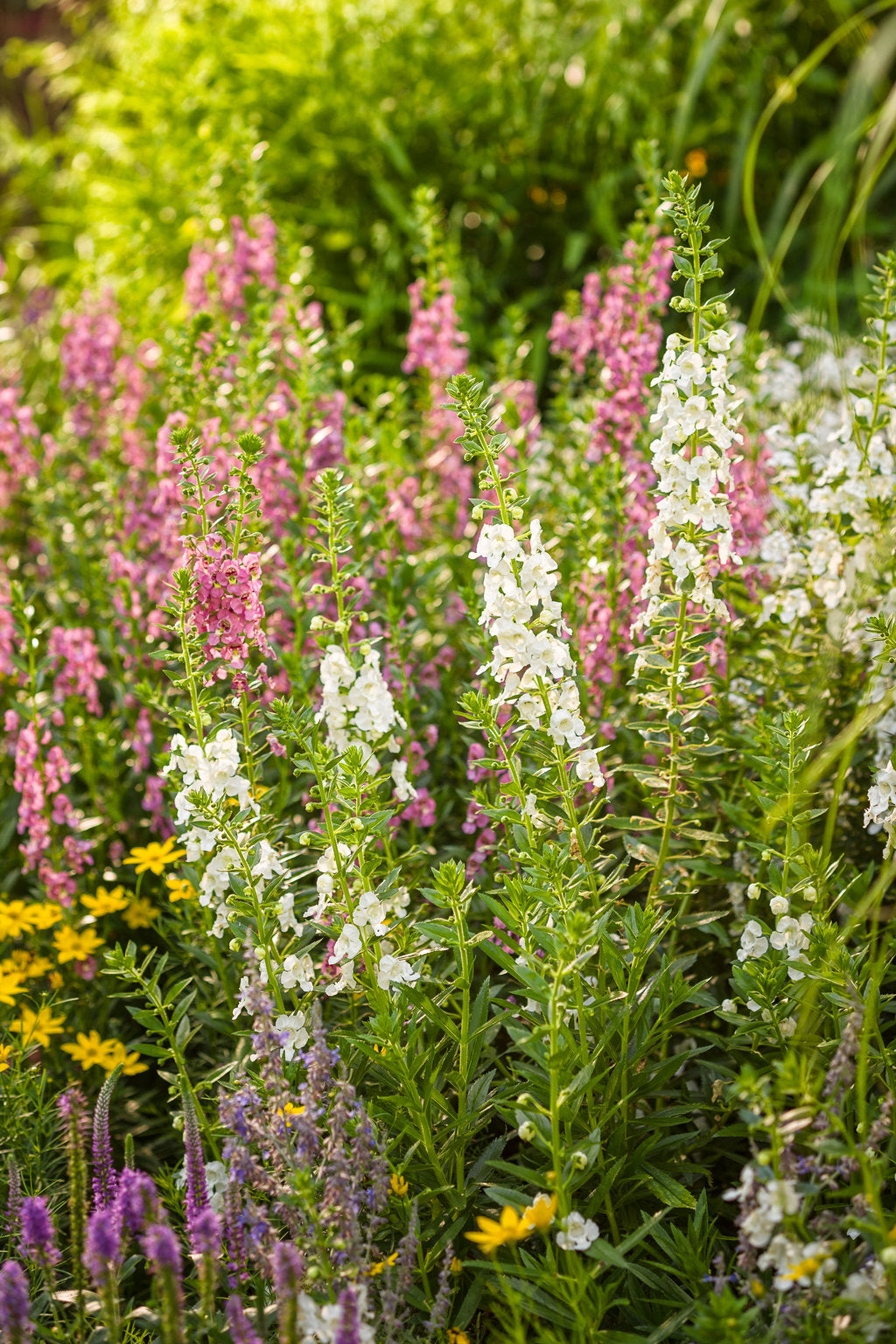 Angelface Super White angelonia in bloom, white flowers in pot