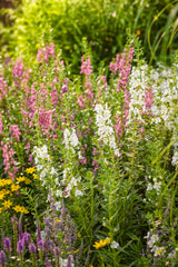 Angelface Super White angelonia in bloom, white flowers in pot